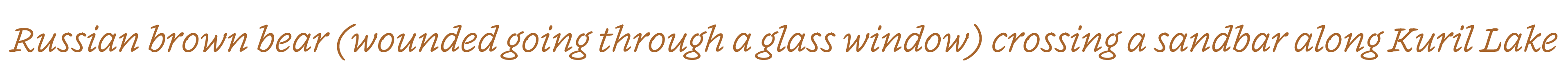 Russian brown bear (wounded going through a glass window) crossing a sandbar along Kuril Lake